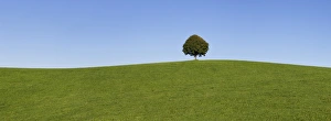 Simplicity Prints: Single tree on a hill, Allgau, Swabia, Baden Wurttemberg, Germany, Europe