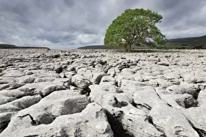 Single tree on limestone pavement, Ingleborough National Nature Reserve, Yorkshire Dales, North Yorkshire, England