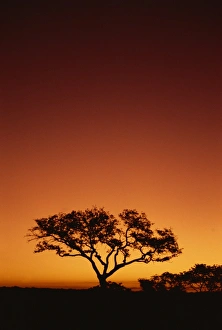 Kruger Prints: Single tree silhouetted against a red sunset sky in the evening