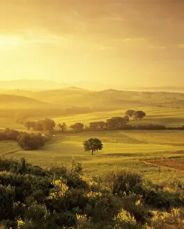 Single tree at sunrise, Orcia Valley (Val d Orcia), UNESCO World Heritage Site, Province of Siena, Tuscany, Italy