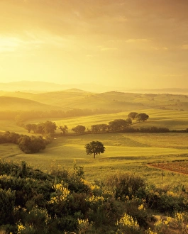 Images Dated 20th May 2008: Single tree at sunrise, Orcia Valley (Val d Orcia), UNESCO World Heritage Site, Province of Siena