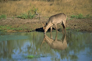 Kruger Prints: A single waterbuck