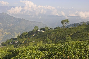 Tea Garden Prints: Singtom tea garden