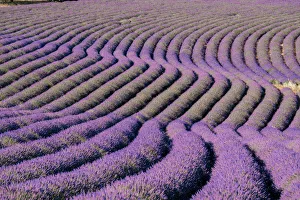 Lavender Prints: Sinuous lavender lines in a field, Plateau de Valensole, Provence, France, Europe