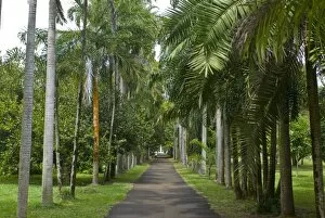 Images Dated 4th September 2007: Sir Seewoosagur Ramgoolam Botanical Garden, Mauritius, Indian Ocean, Africa