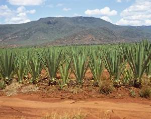 Images Dated 17th November 2008: Sisal crop, Kenya, East Africa, Africa
