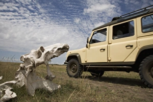 Images Dated 4th October 2008: Skeleton of hippopotamus (Hippopotamus amphibius), Masai Mara National Reserve, Kenya