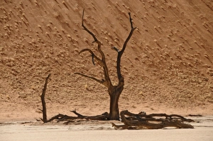 The End Prints: Skeleton trees, Sossusvlei (Death Valley), Namibia, Africa