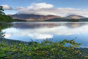 Branch Prints: Skiddaw and Blencathra fells from Borrowdale, Derwent Water, Lake District National Park