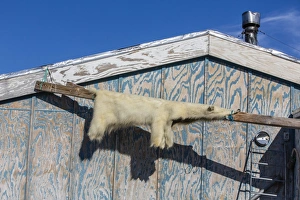 Animal Skin Prints: Skin of polar bear (Ursus maritimus)