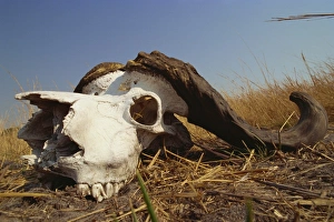 Skulls Prints: Skull of Cape buffalo (Syncerus caffer), Kruger National Park, South Africa, Africa