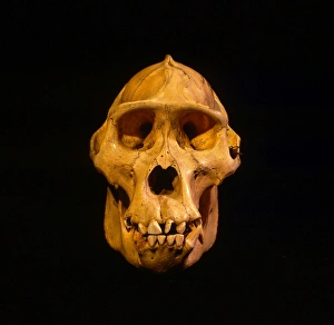 Black Background Prints: Skull of Mountain Gorilla (Gorilla gorilla beringei)