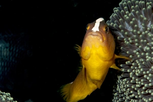 Images Dated 1st June 2008: Skunk anemonefis (Amphiprion akallopisos), Sulawesi, Indonesia, Southeast Asia, Asia