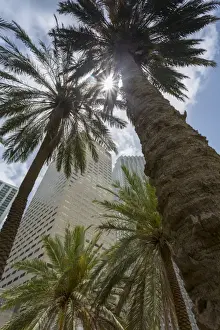 Miami Prints: Skyscraper buildings surround Bayfront Park in Downtown Miami, Miami, Florida, United