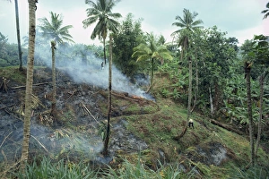 Slash and burn agriculture, St