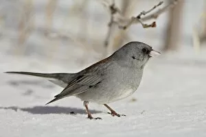 Images Dated 26th December 2007: Slate-Colored Junco (Junco hyemalis hyemalis), a Dark-Eyed Junco (Junco hyemalis)