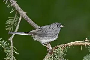 Images Dated 4th May 2009: Slate-colored junco (Junco hyemalis hyemalis), dark-eyed junco (Junco hyemalis)