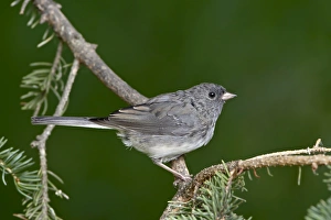 Images Dated 4th May 2009: Slate-colored junco (Junco hyemalis hyemalis), dark-eyed junco (Junco hyemalis)