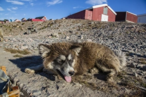 Working Animals Prints: Sled dog, Inuit village, Ittoqqortoormiit