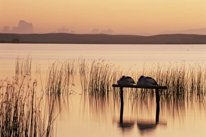 Slumbering Prints: Sleeping pelicans, Lake Albert, South Australia, Australia, Pacific
