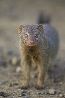 Slender mongoose (Galerella sanguinea), Imfolozi Game Reserve, South Africa, Africa