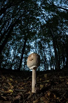 Still Life Prints: Slender parasol (Macrolepiota mastoidea) mushroom