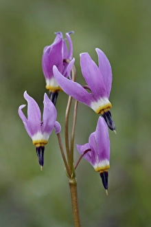 Shooting Star Prints: Slimpod shooting star (Dodecatheon conjugens)