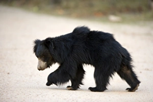 Bear Prints: Sloth bear (Melursus ursinus)