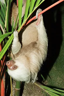 Images Dated 1st January 2000: Sloth, Manuel Antonio, Costa Rica, Central America