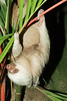 Costa Rican Prints: Sloth, Manuel Antonio, Costa Rica, Central America