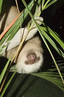 Costa Rican Prints: Sloth, Manuel Antonio, Costa Rica, Central America