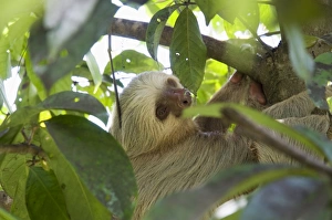 Costa Rica Gallery: Sloth, Manuel Antonio National Park, Costa Rica