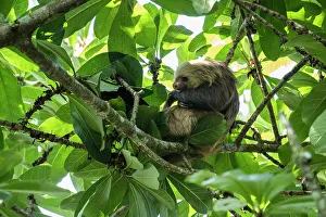 Sloth in tree, Sarapiqu, Costa Rica, Central America