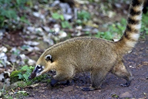 Small Prints: A small acouti in the Iguassu National Park, Brazil, South America