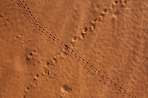 Footprint Prints: Small animal tracks in sand, Tok Tokkie trail, NamibRand nature reserve, Namibia, Africa