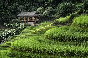 Terrace Collection: Small bamboo house in the Longsheng rice terraces, Guangxi, China, Asia