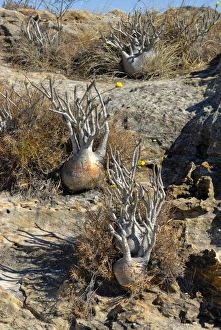 Images Dated 22nd August 2007: Small Baobab trees in the Isalo National Park, Madagascar, Africa