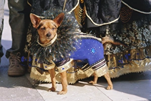 Small dog in carnival costume