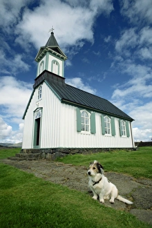 Thingvellir Prints: Small dog in front of one of Icelands best known churches