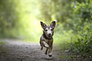 Domestic Animals Prints: Small dog running towards the camera, Italy, Europe