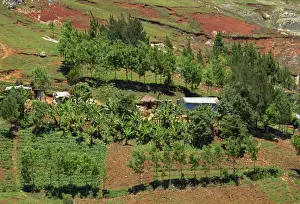 Small farm with trees and bananas, showing erosion in the background, Bois d Avril