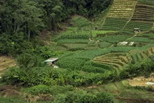 Cameron Highlands Prints: Small fields of crops in the Cameron Highlands in Perak Province
