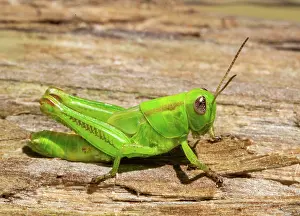 Ontario Prints: Small grasshopper resting on wood in a park environment during daytime in Toronto