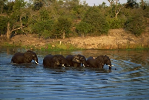 Small group of African elephants in water