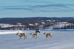 Barren Prints: Small group of caribou crossing a frozen landscape while migrating north for food in Canada