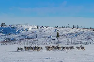 Northern Prints: Small group of caribou migrating north to feeding grounds in snowy landscape of Northwest Territories