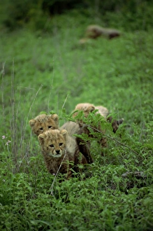 Kruger Prints: A small group of cheetah cubs