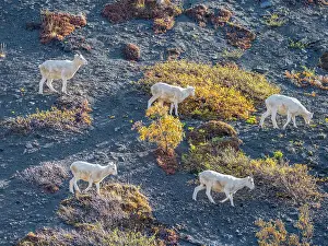 Shrub Prints: A small group of Dall sheep (Ovis dalli) grazing on a mountainside in Denali National Park