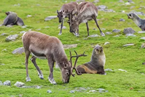 Native Species Prints: A small group of introduced reindeer (Rangifer tarandus) before eradication in Stromness Bay