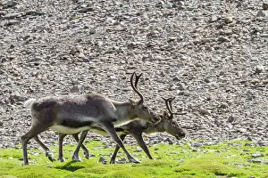 Animal Behavior Prints: A small group of introduced reindeer (Rangifer tarandus) before eradication in Stromness Bay